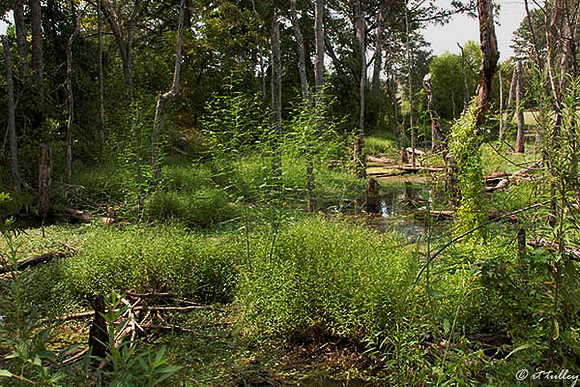 Olde Oaks swampy area near Cypress #2 and Oak #8