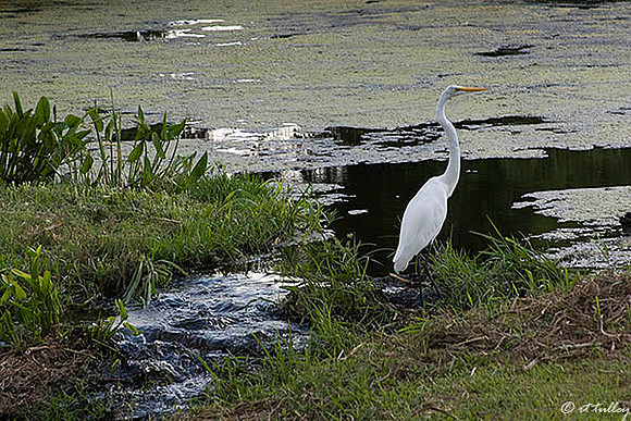 the Island Egret
