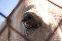 Horse Eye Through Fence