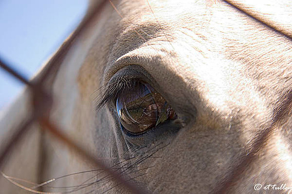 Horse Eye Through Fence