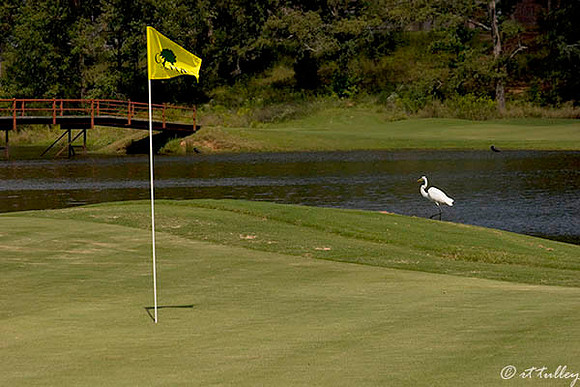 Olde Oaks Oak #9