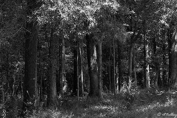 Black Bear GC Trees to Right of #1 B/W