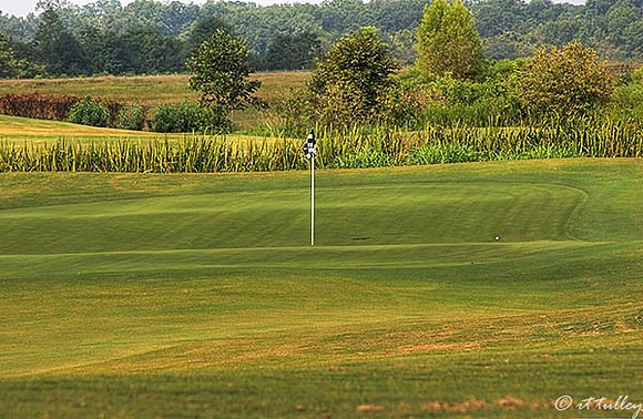 Oakwing GC #14
