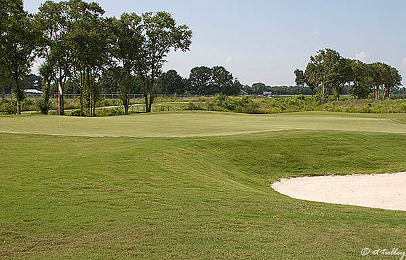 the Wetlands #13