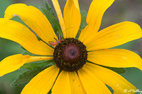 Daisy