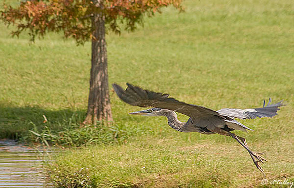 Olde Oaks Blue Heron landing