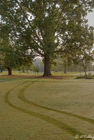 Oakwing GC #1