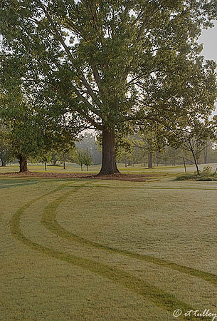 Oakwing GC #1