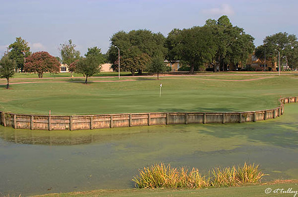 Oakwing GC #7
