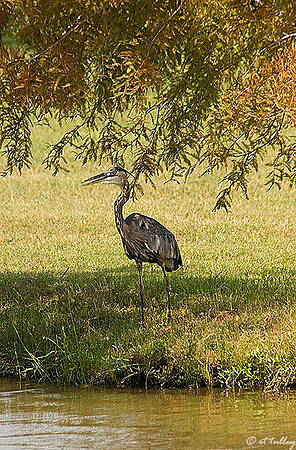 Olde Oaks Blue Heron