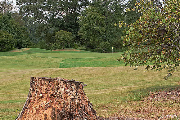 Olde Oaks Oak #4