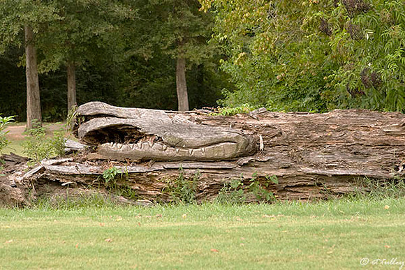 Tamahka Trails Aligator Carving