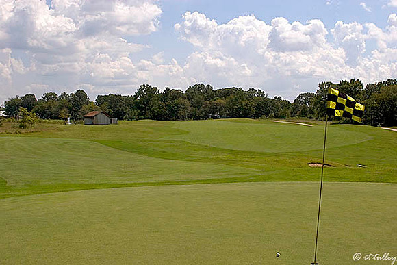 Black Bear GC #1 green