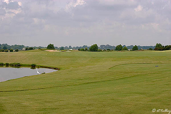 Oakwing GC #14