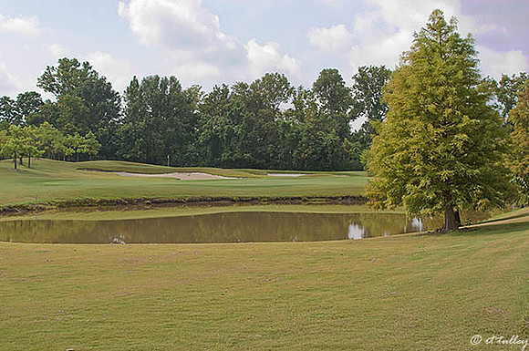 Oakwing GC #13