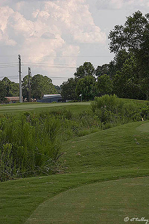 the Wetlands #13