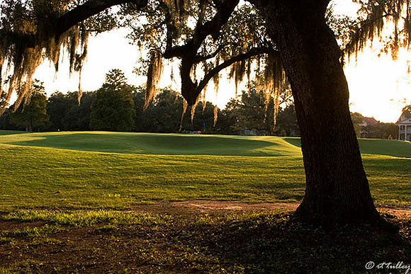 Audubon GC #17