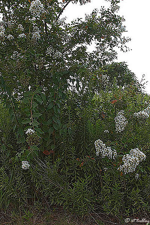 the Wetlands Flowering Tree