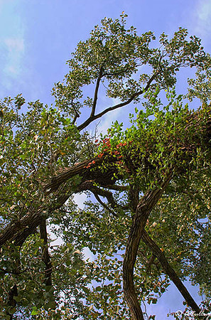 Oakwing GC Tree