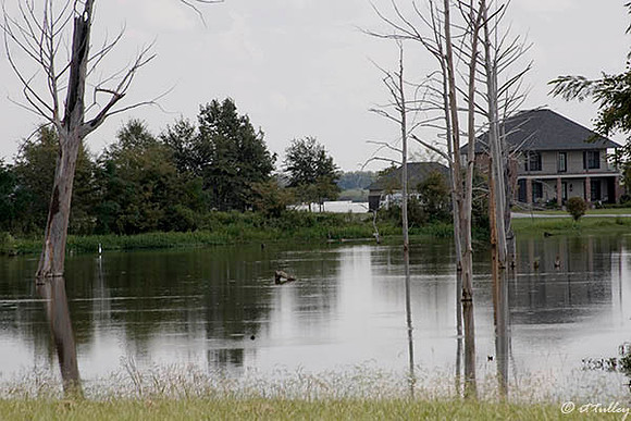 Black Bear GC Poverty Point Reservoir