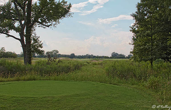 Black Bear GC #13