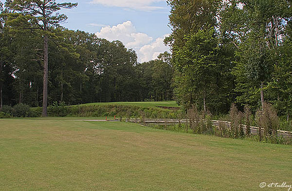 Black Bear GC #10
