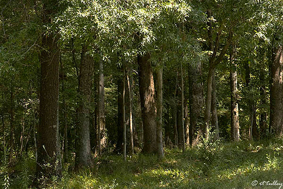Black Bear GC Trees to right of #1
