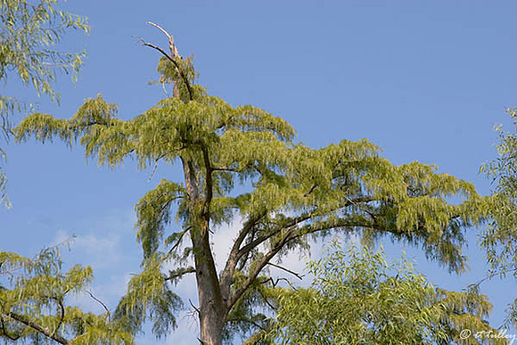 Olde Oaks Tree