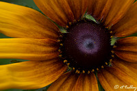 Daisy