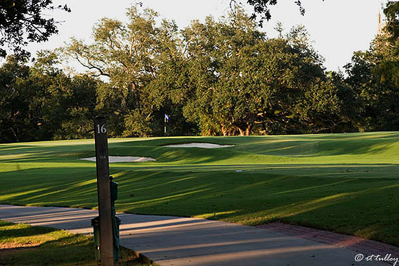 Audubon GC #16