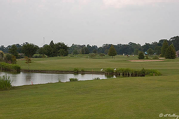 the Island #17