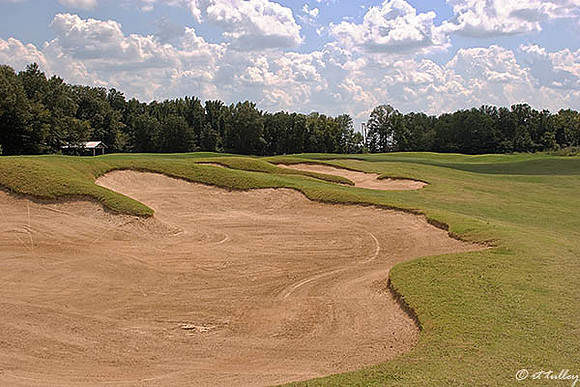 Black Bear GC #5
