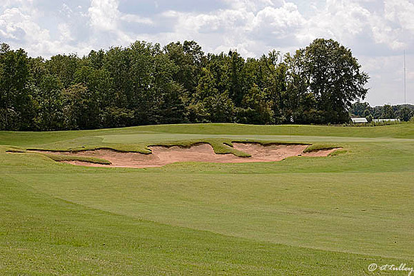 Black Bear GC #5 green