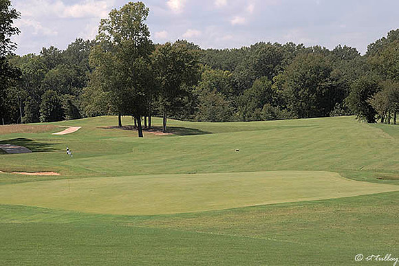 Black Bear GC #18