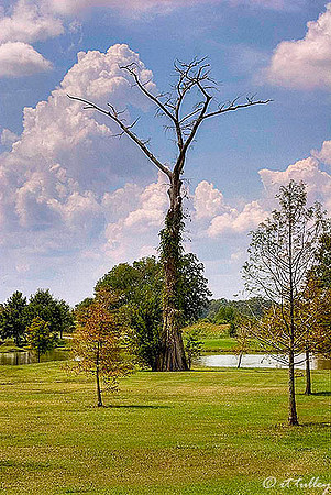 Olde Oaks Cypress #9
