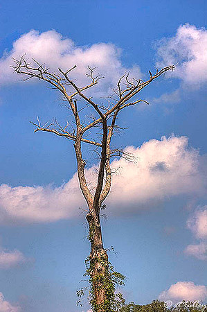 Olde Oaks Tree