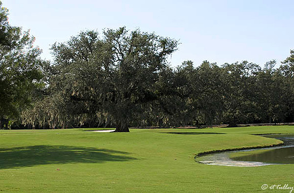 Audubon GC #5