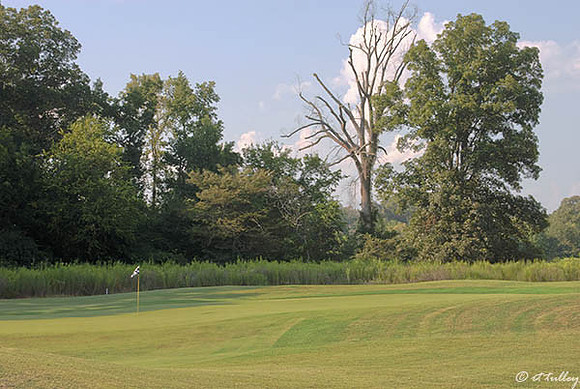 Black Bear GC #14 Green
