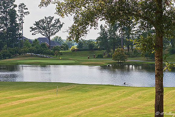 Olde Oaks Oak #9