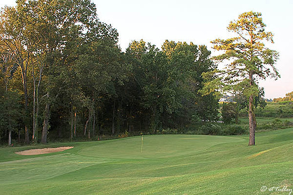 Black Bear GC #7 green