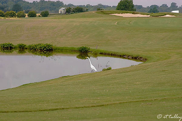 Oakwing GC Egret on #14