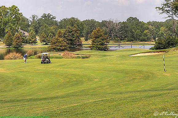 Olde Oaks Oak #2