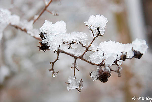 Snow on Branch