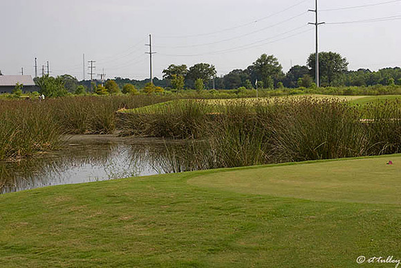 the Wetlands #16