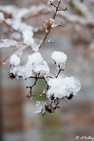 Snow on Branch
