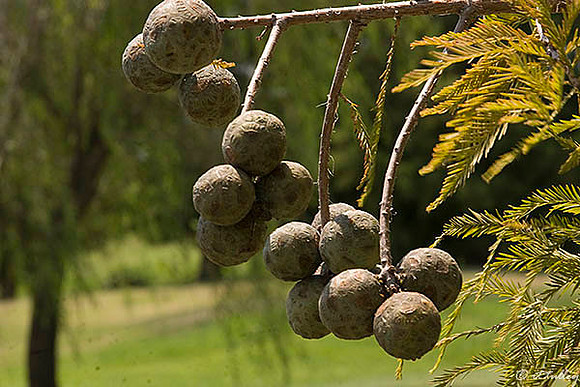 the Island Cypress Tree Seed Balls