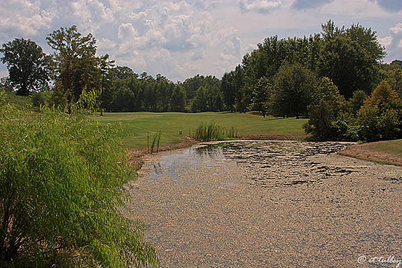 Olde Oaks Oak #1
