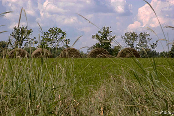 Black Bear GC Haystacks