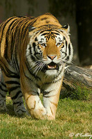 Mike the Tiger