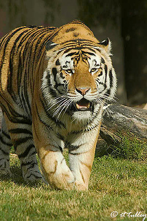 Mike the Tiger